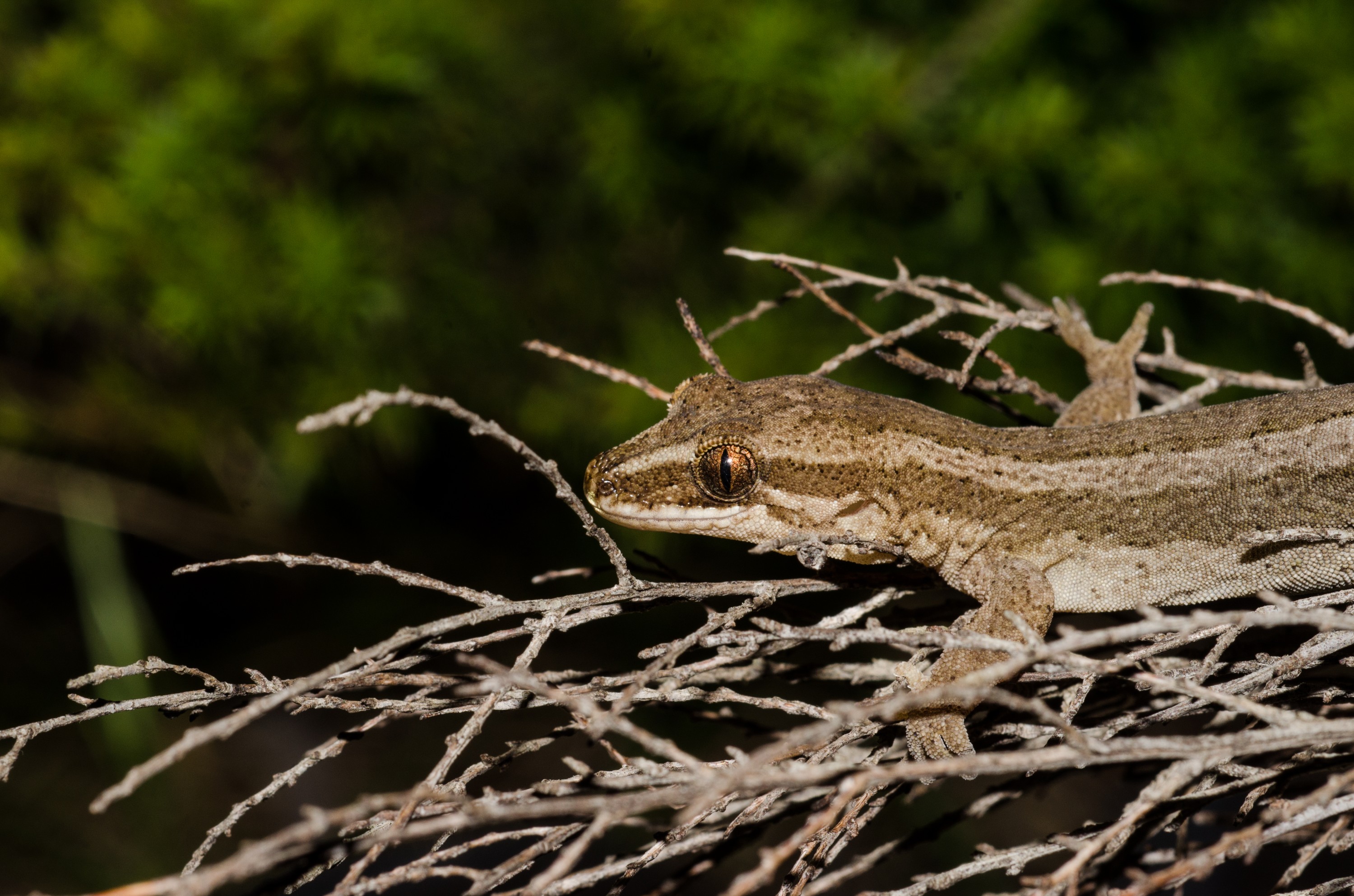 DSC_0073 – Matapia, gecko,  Dactylochnemis, Aupouri, Peninsula, Northland, unknown, lizard, Crispin, reptiles, amphibians, rare, cold, blood, new, new zealand, zealand, nz